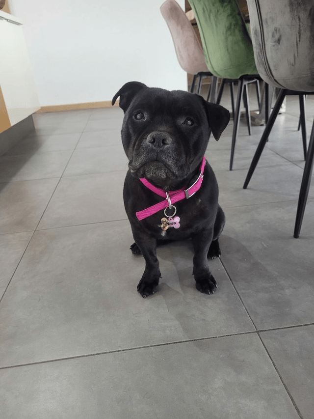 Médaille pour chien personnalisable en résine 